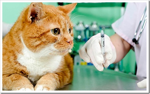 Вакцинация кошек