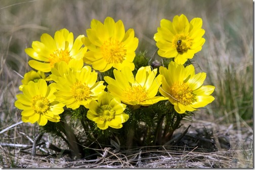 Pheasant's eye, or yellow pheasant's eye (Adonis vernalis) blooming in spring steppe.