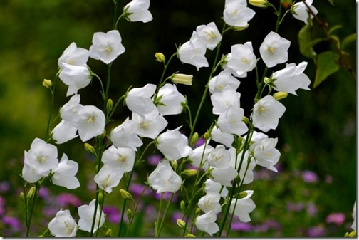 clip_image002