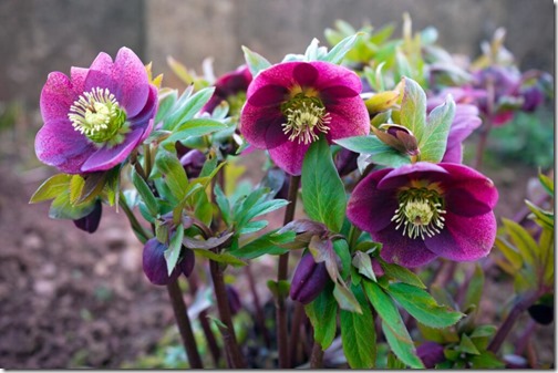 purple hellebore flower in the garden