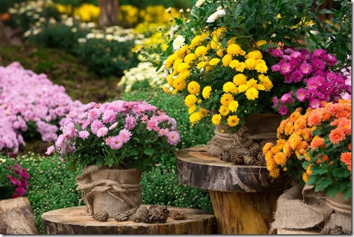 A bouquet of beautiful chrysanthemum flowers outdoors. Chrysanthemums in the garden.
