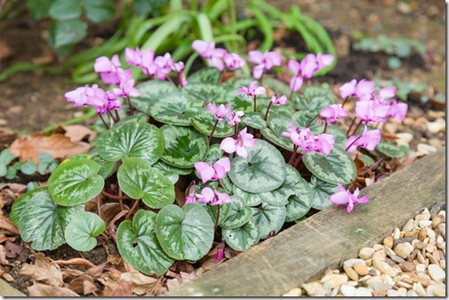 Cyclamen coum or eastern sowbread with pink flowers in a garden, UK
