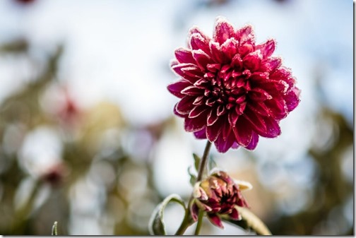 Frosted Pink Dahlia