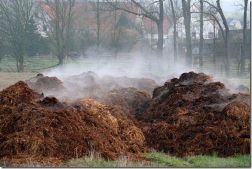 piles of dung