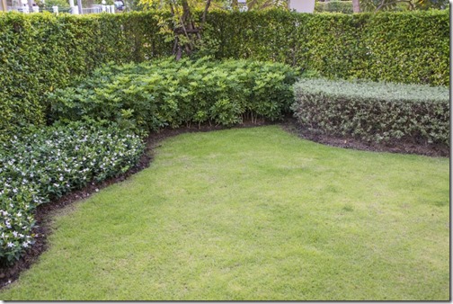in the garden