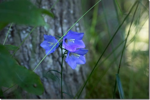 clip_image003
