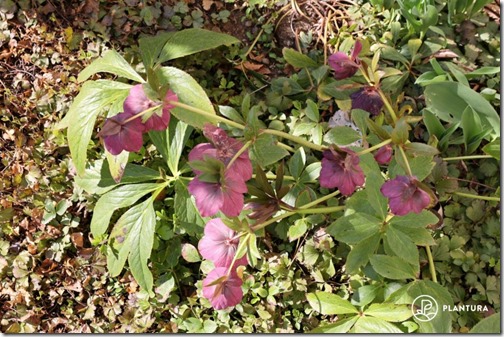 clip_image003