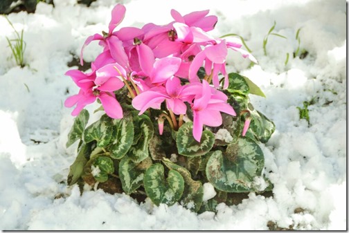 cyclamen plant and flowers showing up in snow
