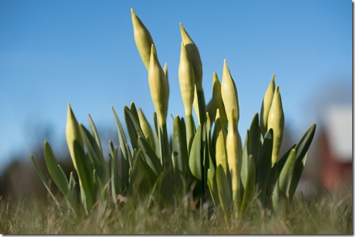Buds of Daffodils