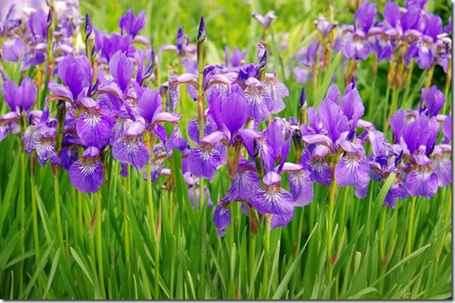 Irises