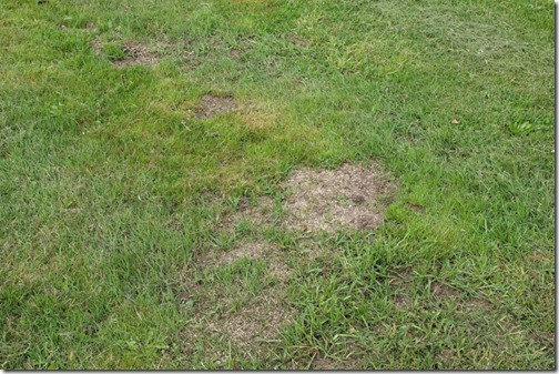 Lawn repairing by overseeding grass on places damaged by mole hills.
