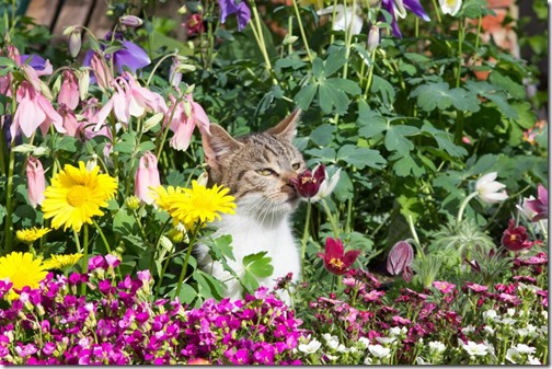 A hidden adorable young cat between perennial flowers in the Garden smelling intensive at the blossoms.