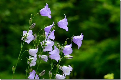 peach-leaved bellflower, Campanula persicifolia
