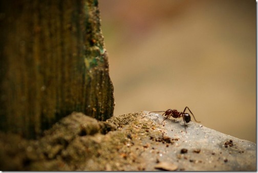 A black gravel ant (Iridomyrmex purpureus) also known as the meat ant or southern meat ant on its way hill entrance, fixed target conceptual photo.
