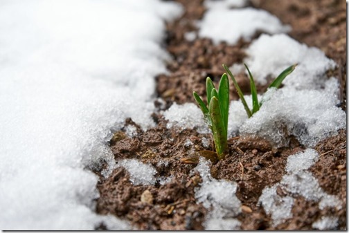 Early flowering plants between snow and ice. Spring is coming, winter is over. Crocuses, Narcissi.