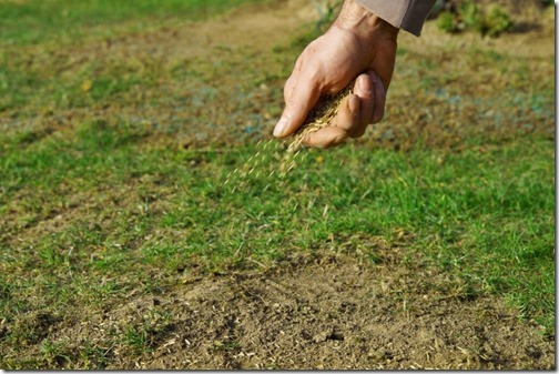 spreading grass seed in spring by hand for the perfect lawn. Sowing Grass Seed By Hand. grass seeds in male hand in loosened soil background. blue colored spreaded seeds in the blurred background