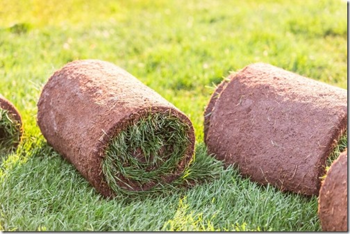 Rolls of natural grass to be planted as grass lawns