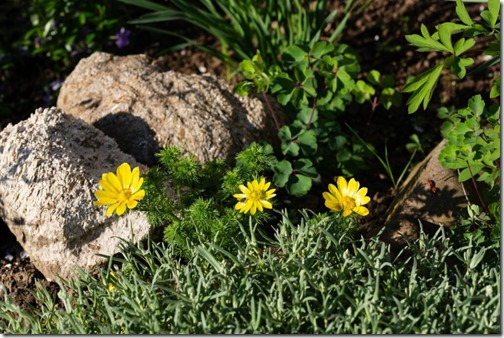 Bright yellow flowers of Adonis vernalis on the flower bed