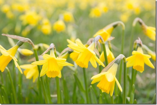 Spring daffodils