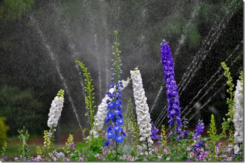 It is a flower of delphinium with sprinkling from sprinklers.