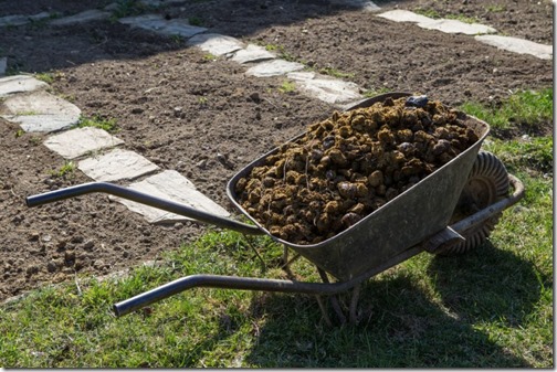 Photo of horse manure on garden