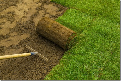 Gardener applying turf rolls in the backyard