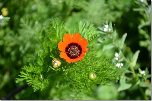 Adonis aestivalis- wild flower. Summer Pheasant's eye is beautiful red flower. Rare little flower.