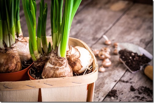 work in the garden: preparation for planting narcissuses closeup