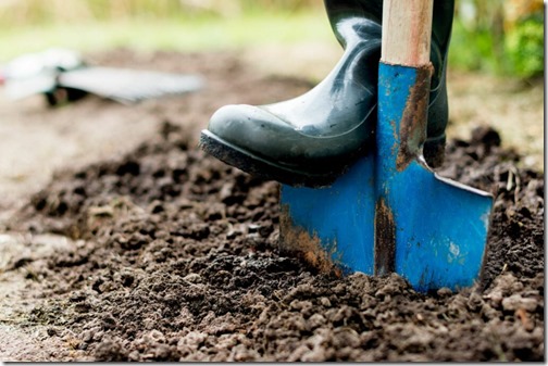 Worker digs the black soil with shovel  in the vegetable garden, man loosens dirt in the farmland, agriculture and tough work concept