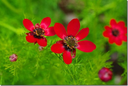 clip_image007