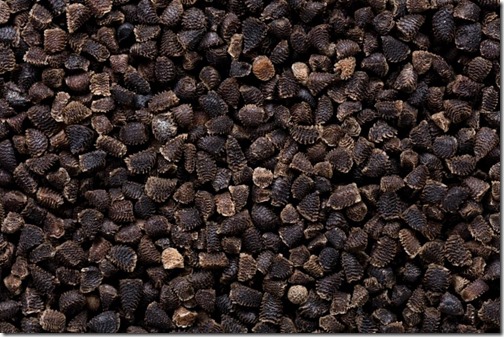 High quality seeds of delphinium, flower in a texture form for your adorable garden. Can be used by seed producers for create exquisite packaging with seed on background. High resolution photo.