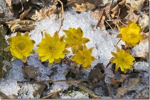 Breath of spring in the taiga forest. Adonis amurensis ( pheasant's eye ) blossom. Khabarovsk region, far East, Russia.