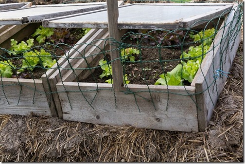 salads in a cold frame