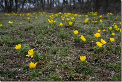 Adonis vernalis flower in Central bohemian uplands, Czech Republic. Pheasant's eye growing on sheep pasture in early spring. Big yellow flowers.