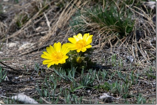 Colorful adonis vernalis on dry grassland.