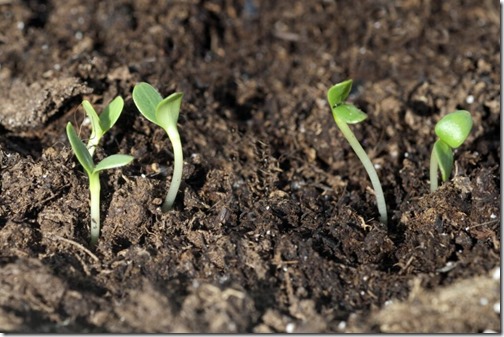 Summer Adonis; Adonis; aestivalis; Seedling